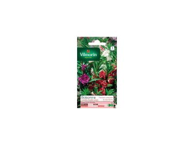 Balsamine cam&eacute;lia boucle vari&eacute; du rose au pourpre