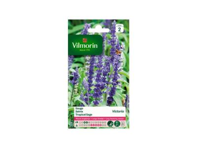 VILMORIN Sauge bleue Victoria
