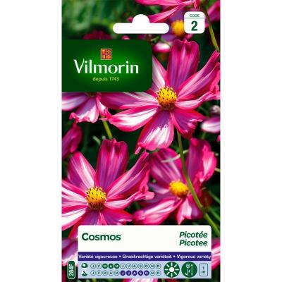 VILMORIN Cosmos Picot&eacute;e p&eacute;tales blancs bordes rouge